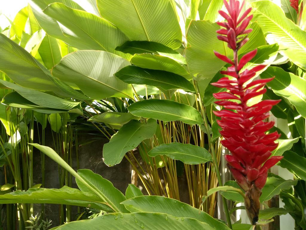 Villa Esa Ubud Luaran gambar
